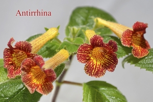 A. Antirrhina